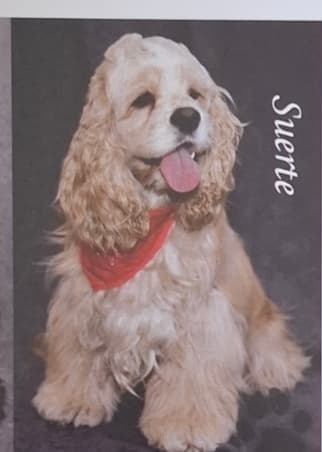 Suerte, American Cocker Spaniel