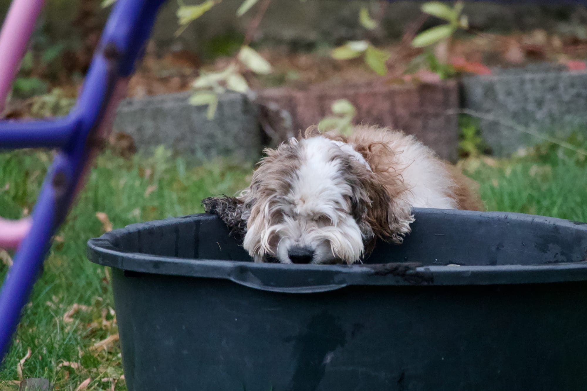 Jude, American Cocker Spaniel