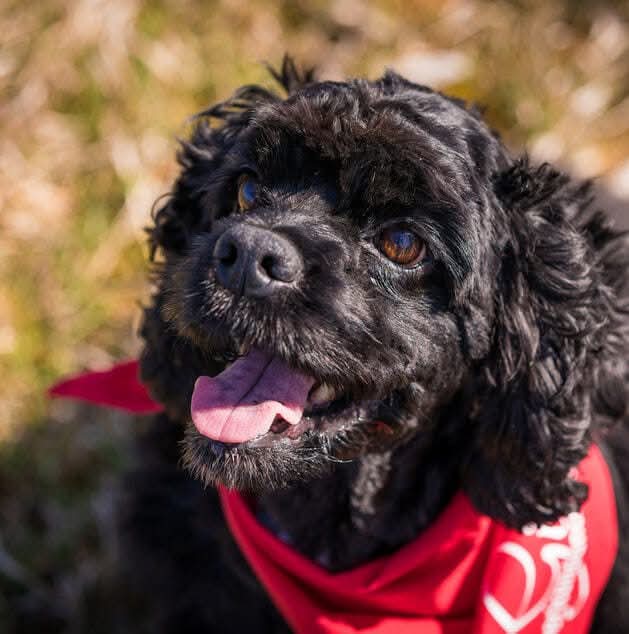 Gil, American Cocker Spaniel