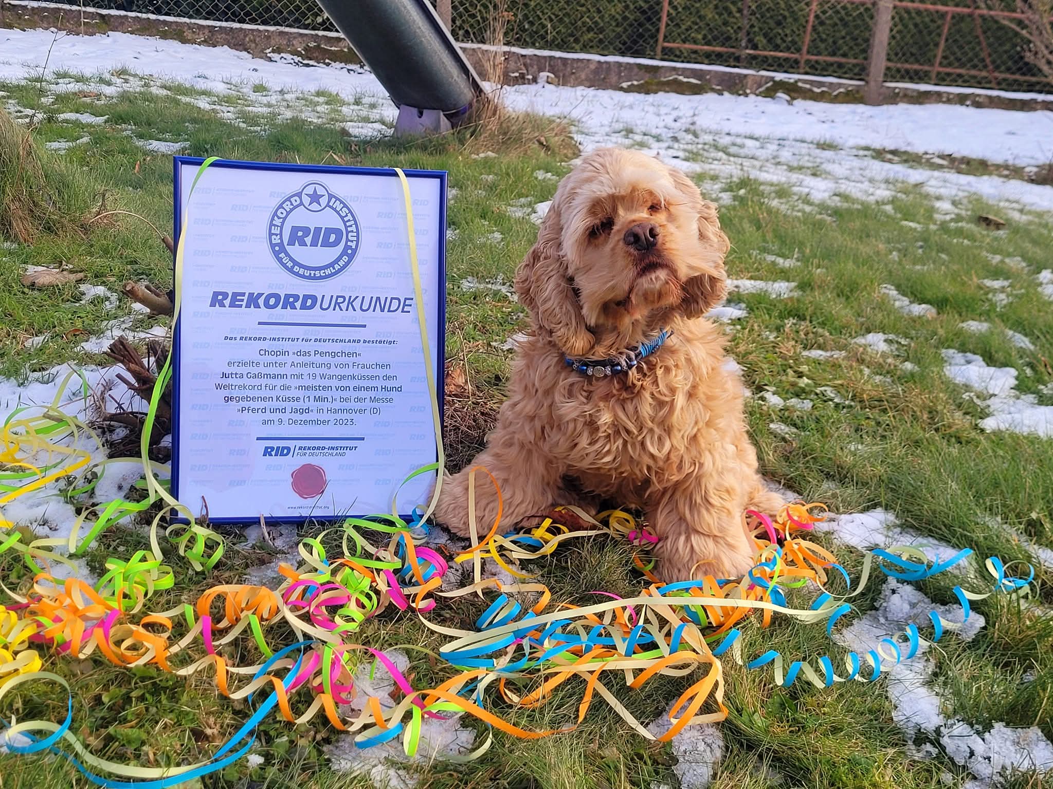 Chopin, American Cocker Spaniel