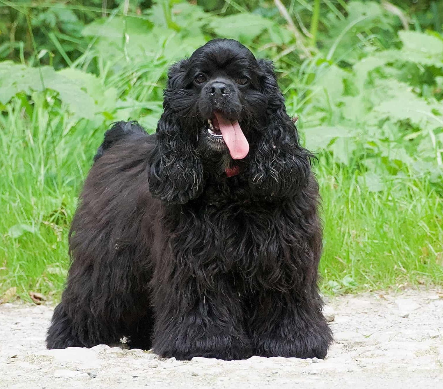 Minnie, American Cocker Spaniel