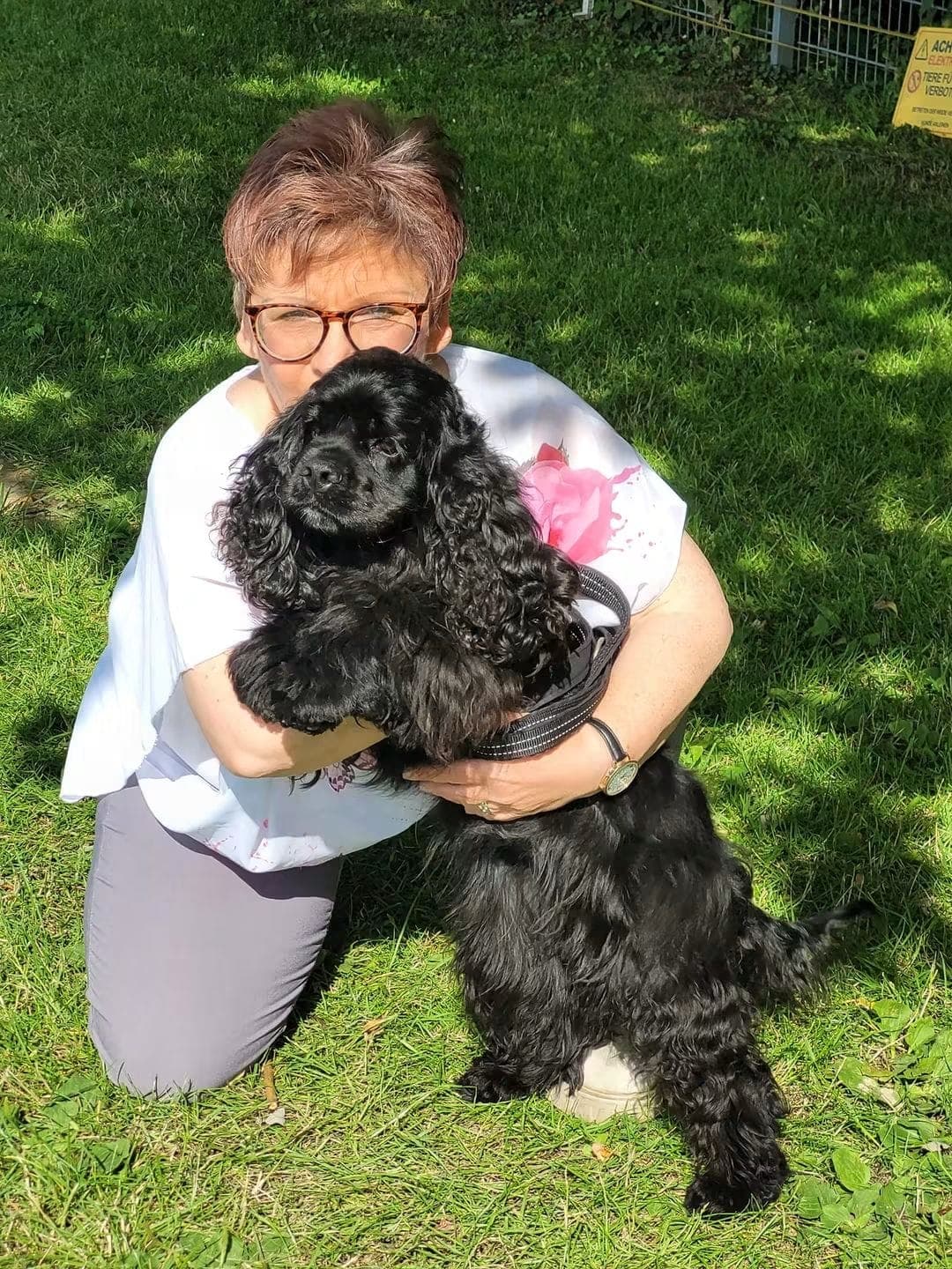 Pinar, American Cocker Spaniel