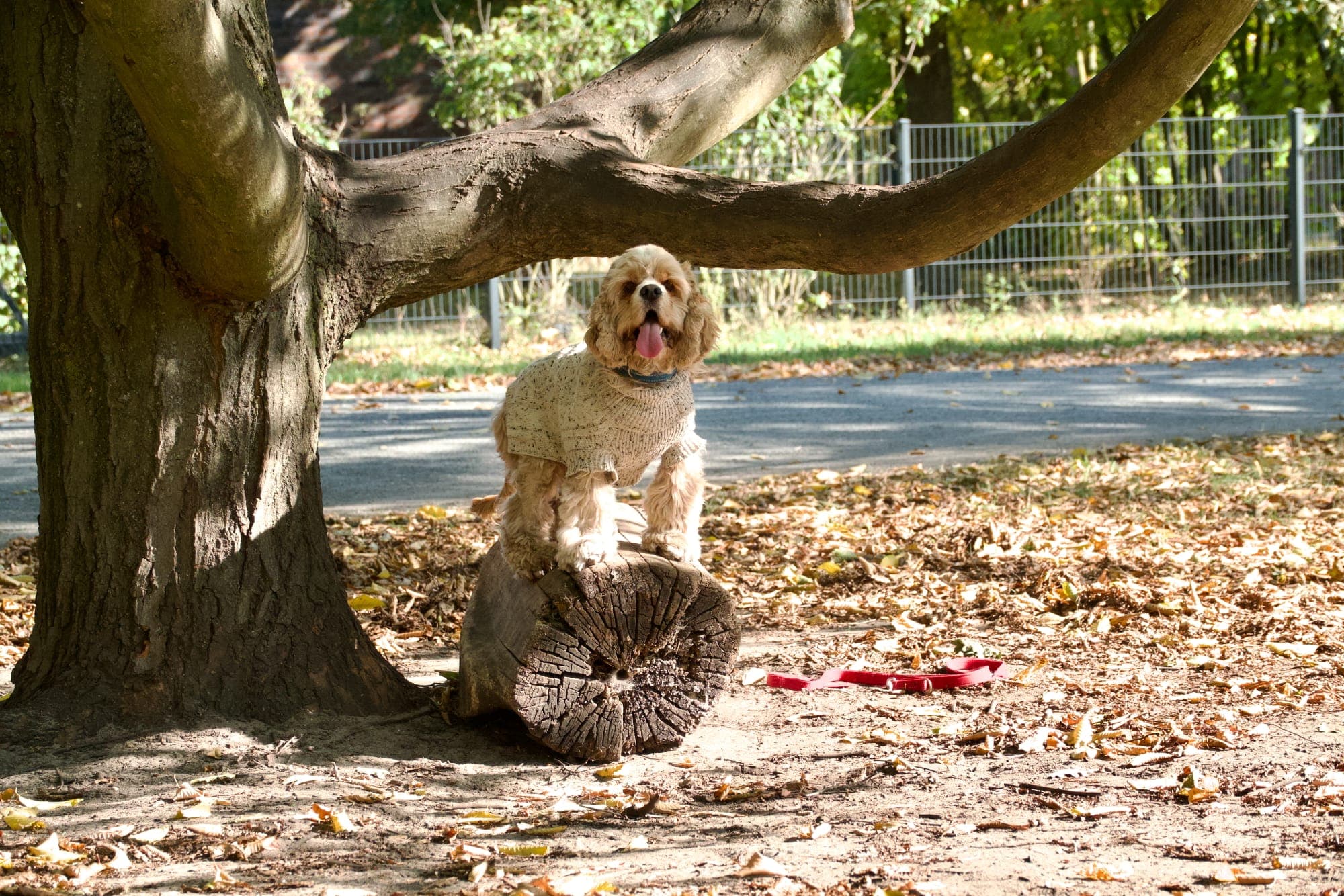 Cocker Spaniel der ADC AmericanDanceCocker Cockergang unterwegs im Freien