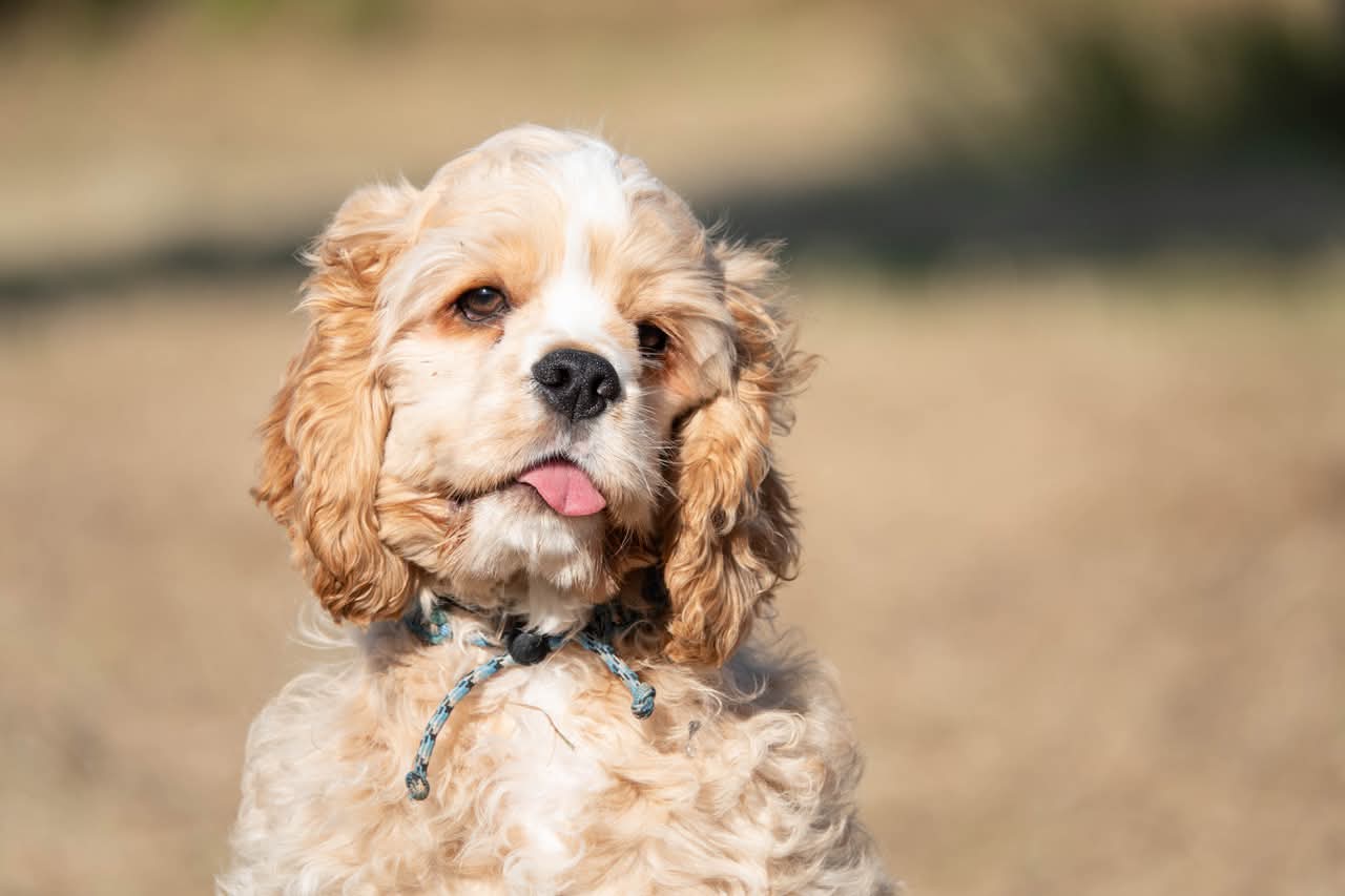 Warmes Porträt von Wagner, American Cocker Spaniel der AmericanDanceCocker Cockergang, im weichen Abendlicht