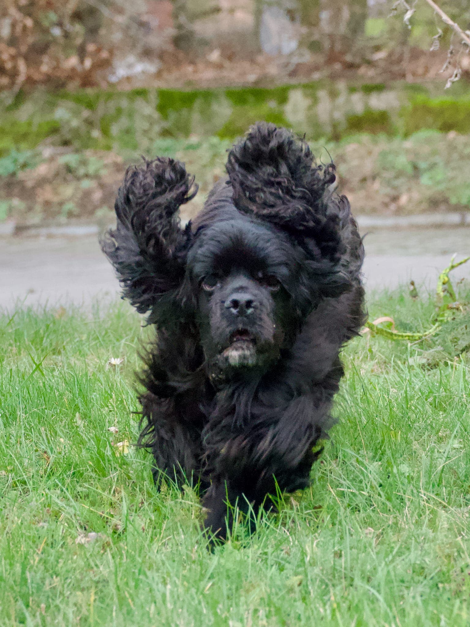 Ein schwarzer American Cocker Spaniel rennt mit fliegenden Ohren über die Wiese