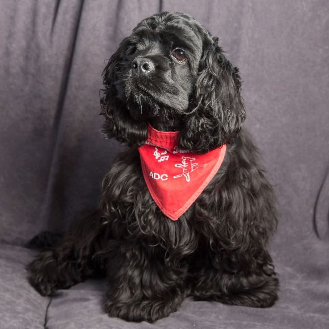Ein American Cocker Spaniel der Cockergang mit rotem Halstuch — bereit für die Bühne